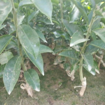 沃柑苗30~50cm