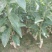 沃柑苗30~50cm