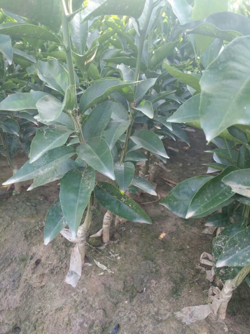 沃柑苗30~50cm