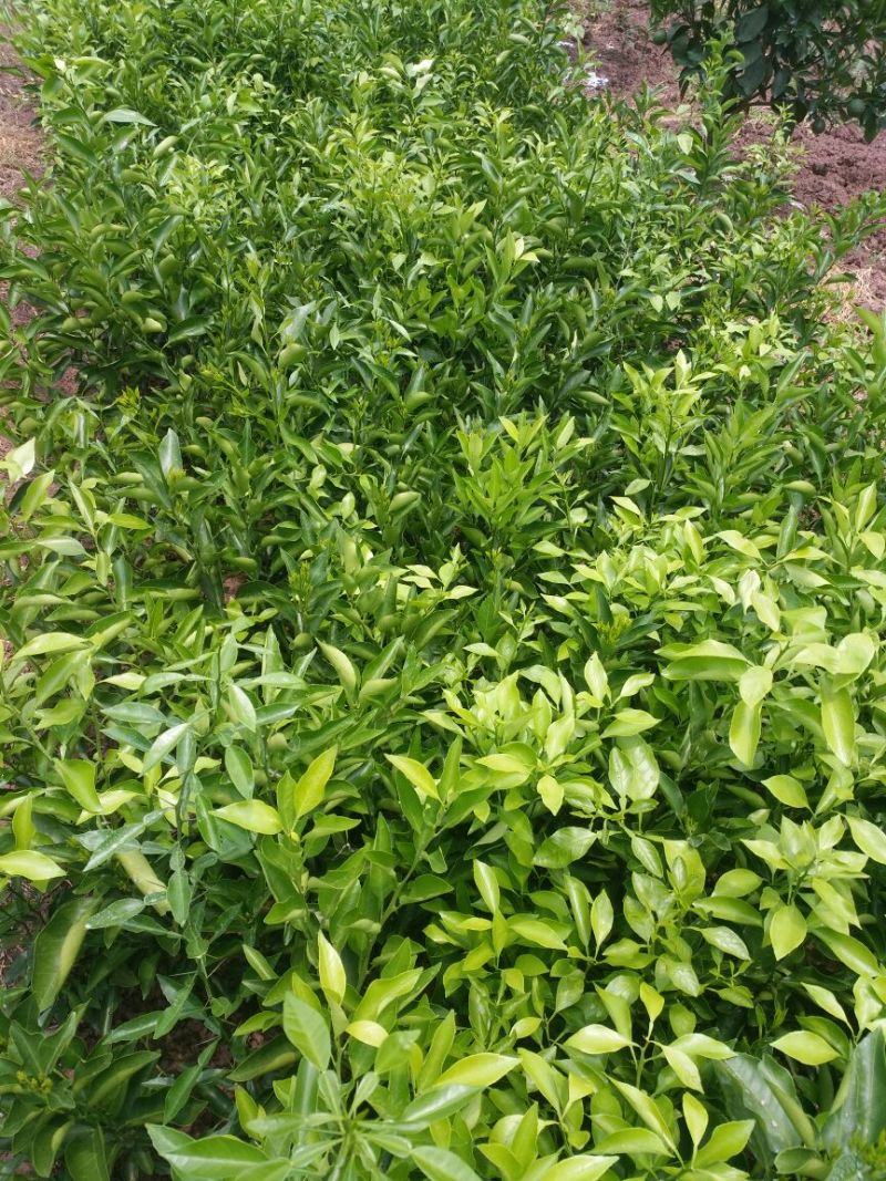沃柑苗30~50cm