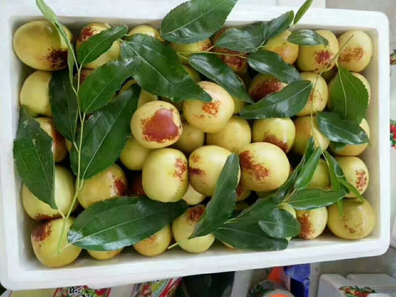 大荔冬枣直口