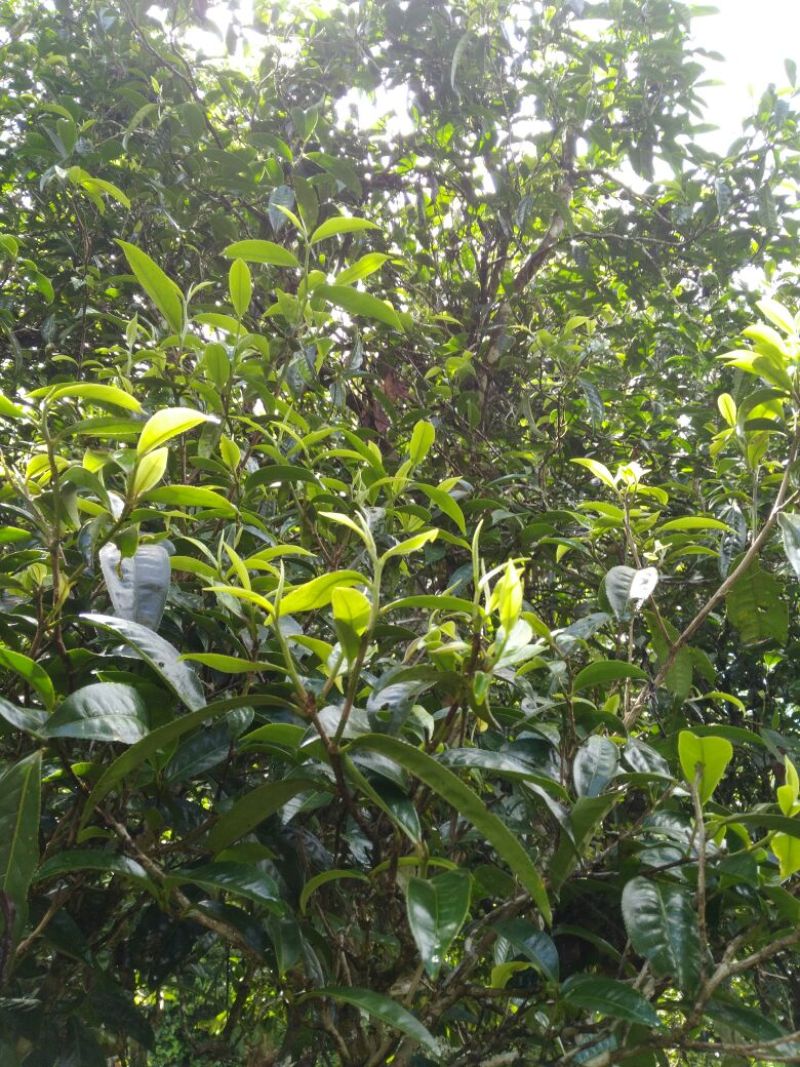 古树茶一级
