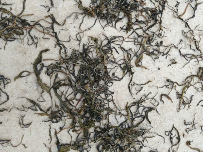 古树茶一级