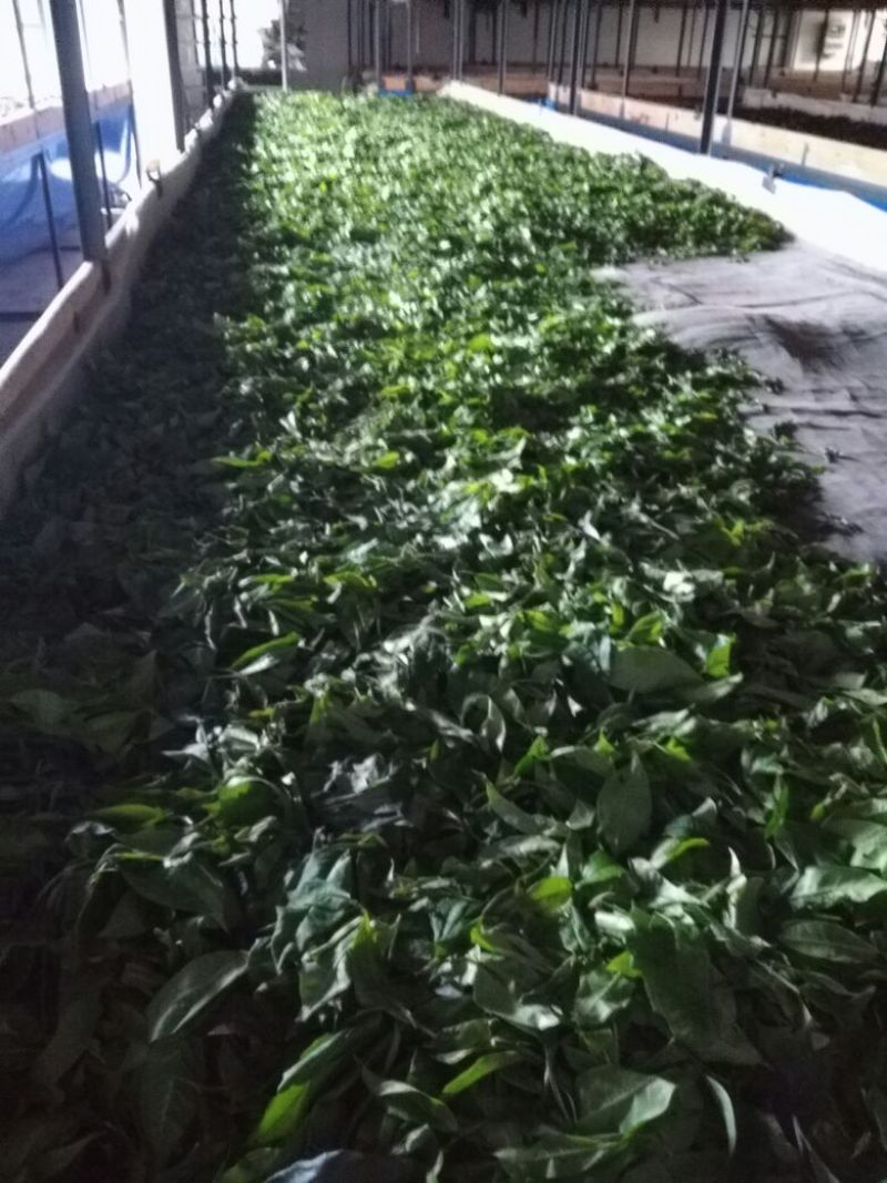 古树茶一级