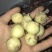 荞头2~3公分