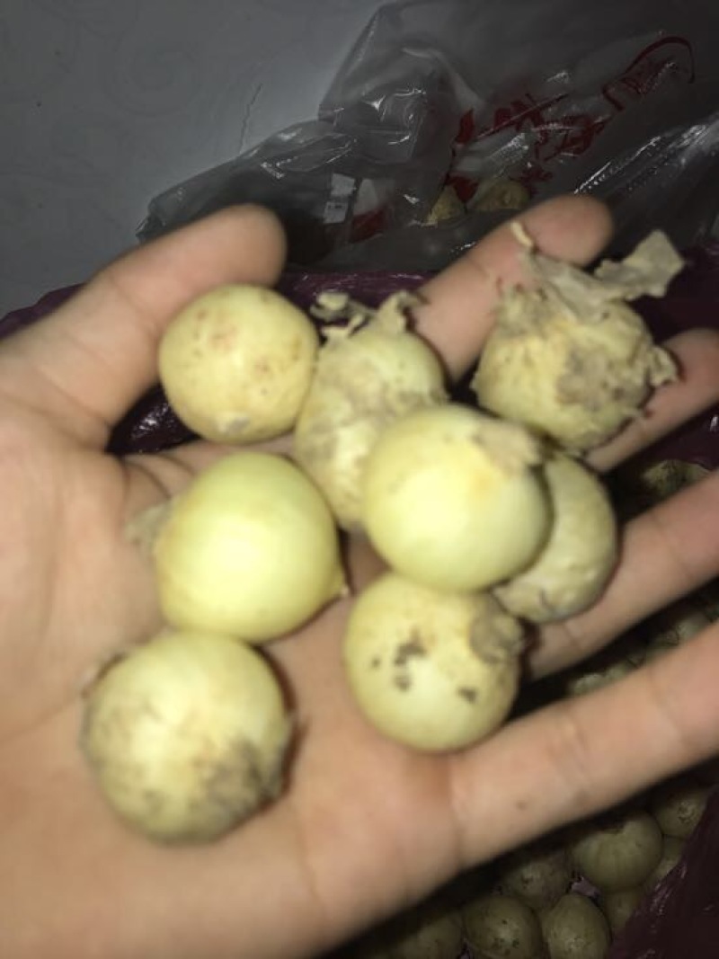 荞头2~3公分