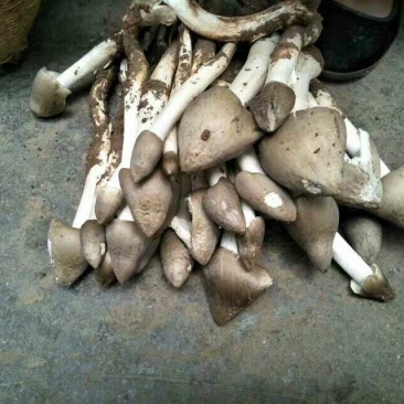 野生菌特级