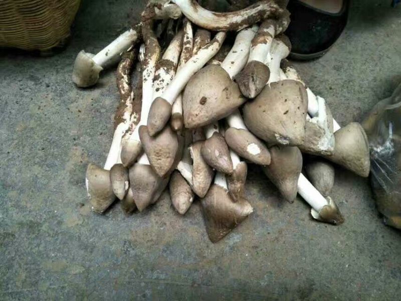 野生菌特级
