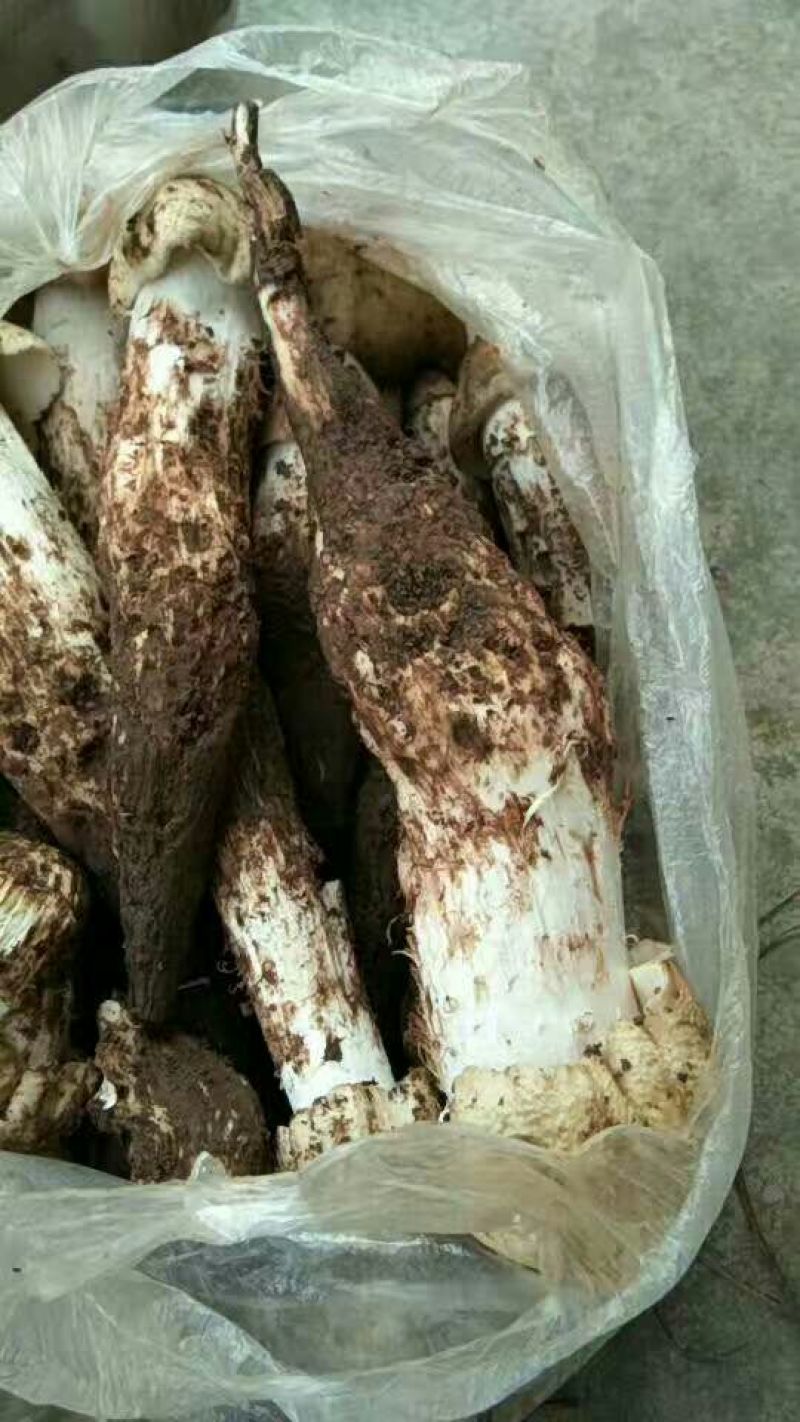 野生菌特级