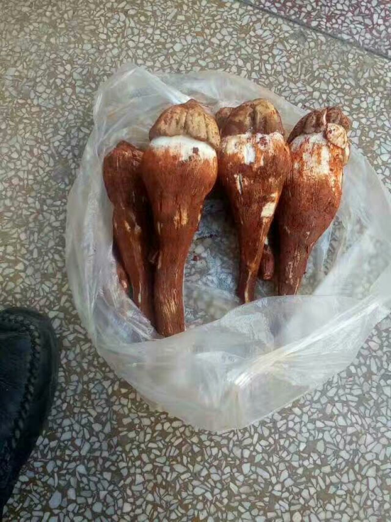野生菌特级