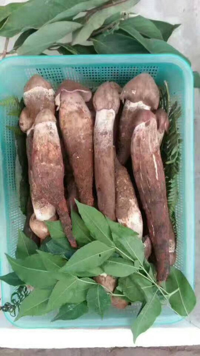 野生菌特级