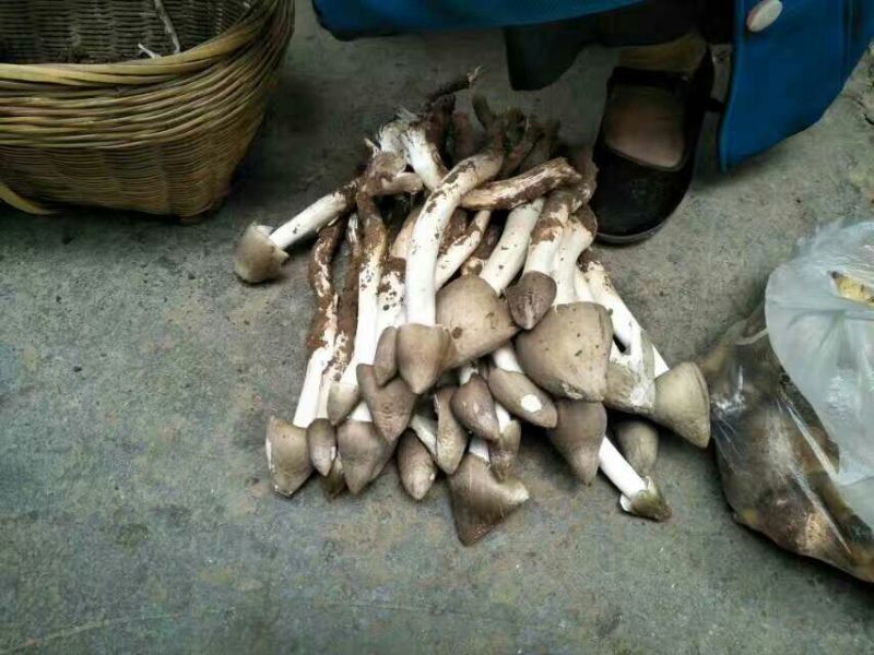 野生菌特级