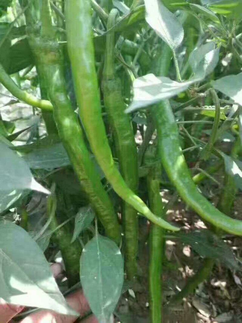 忻州鲜辣椒15~20厘米青中辣，基地货，大量上市，