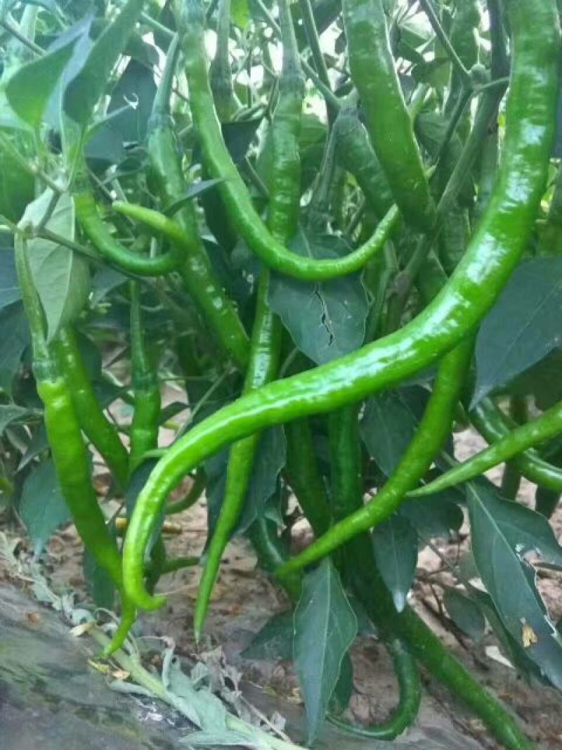 忻州鲜辣椒15~20厘米青中辣，基地货，大量上市，