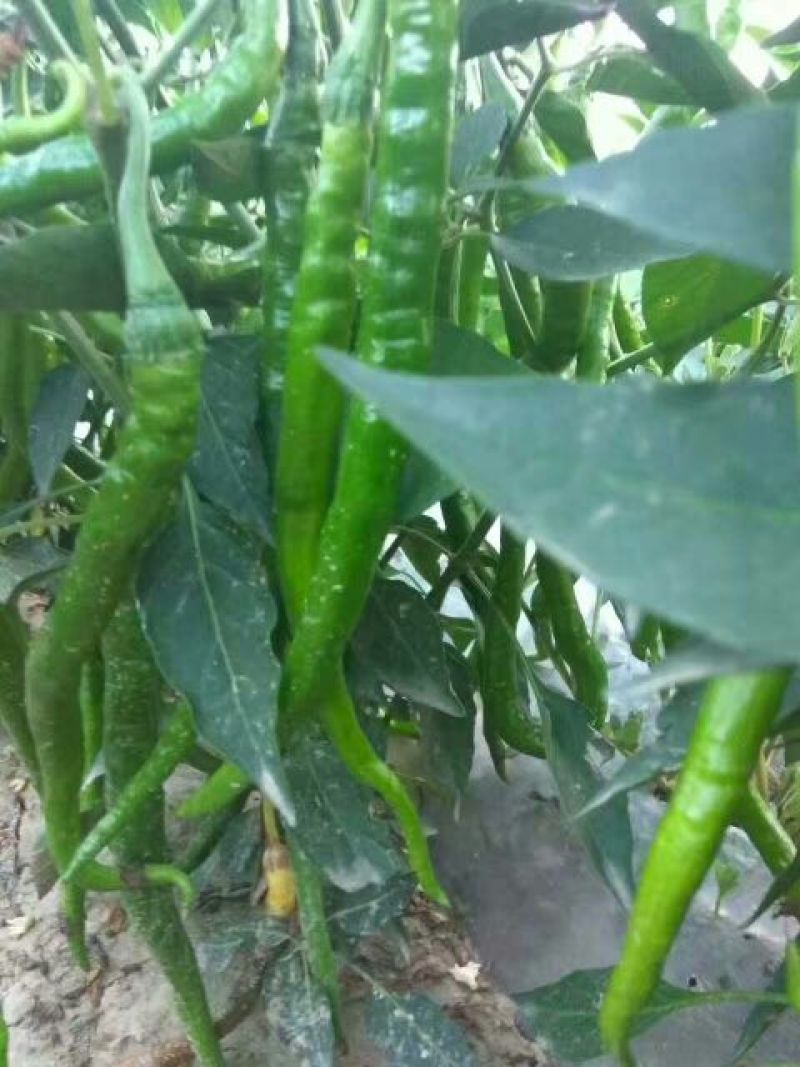 忻州鲜辣椒15~20厘米青中辣，基地货，大量上市，