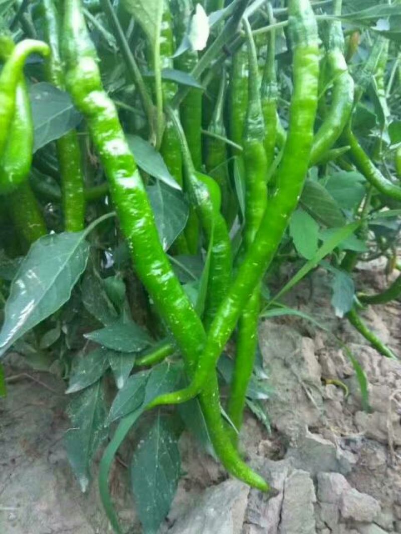 忻州鲜辣椒15~20厘米青中辣，基地货，大量上市，