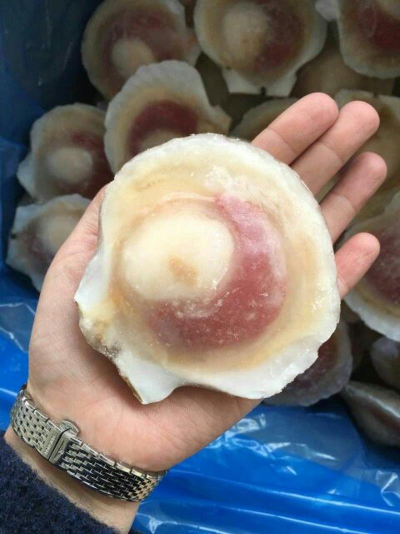 虾夷扇贝食用冰冻3~5只/kg