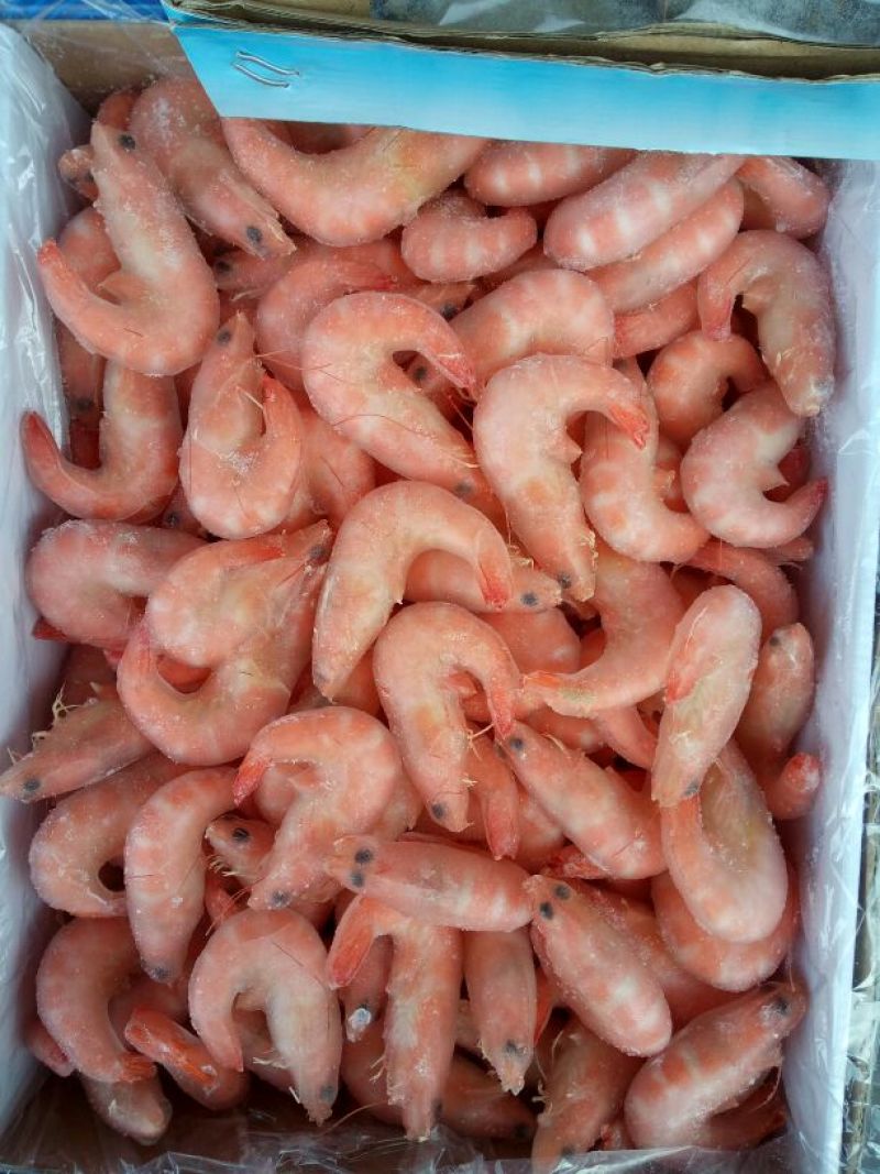 阿根廷红虾L1