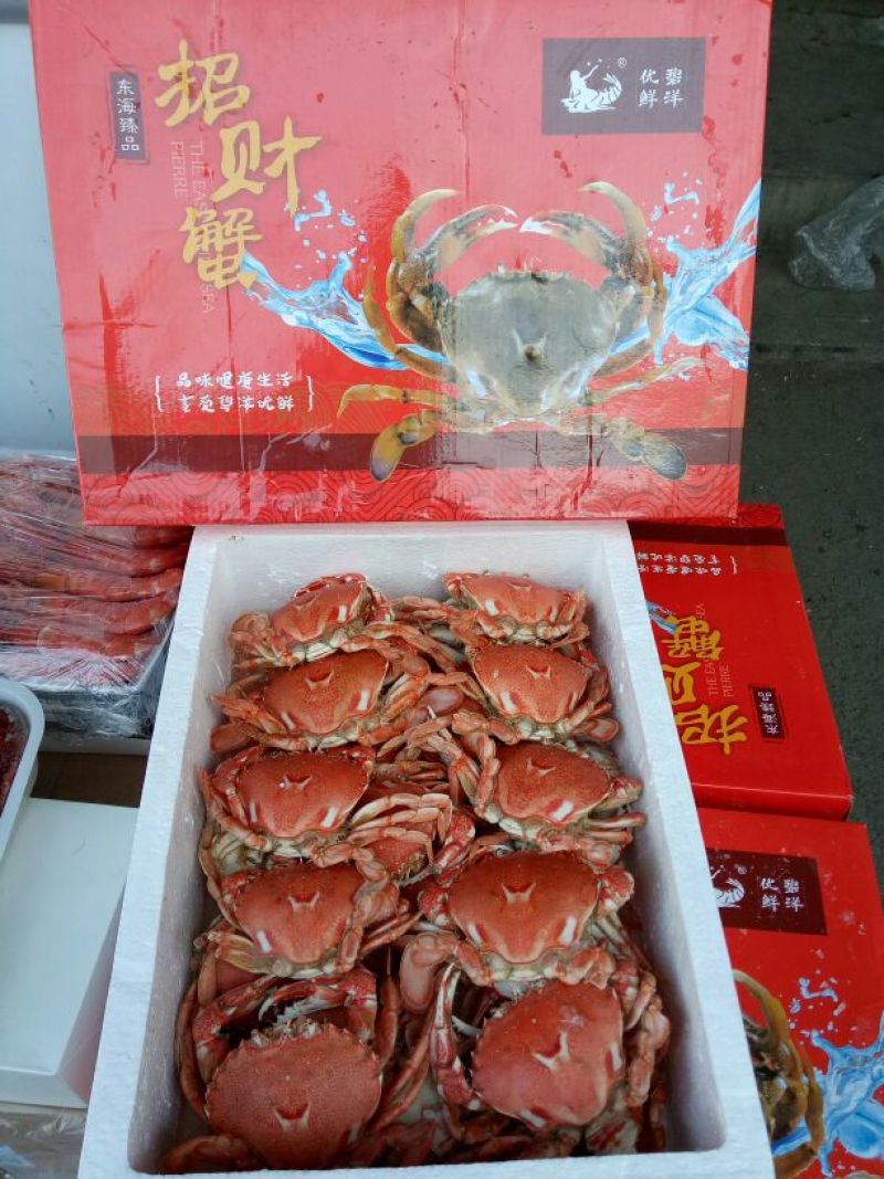 阿根廷红虾L1