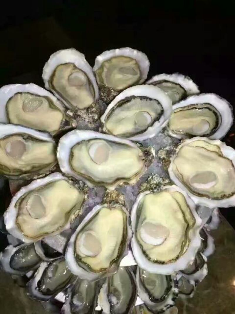 阿根廷红虾L1