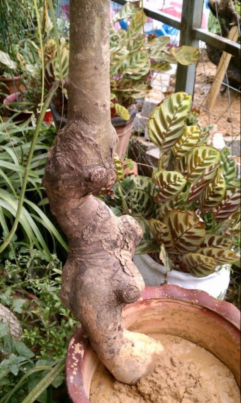 重阳木树桩，水涧树头，多杆