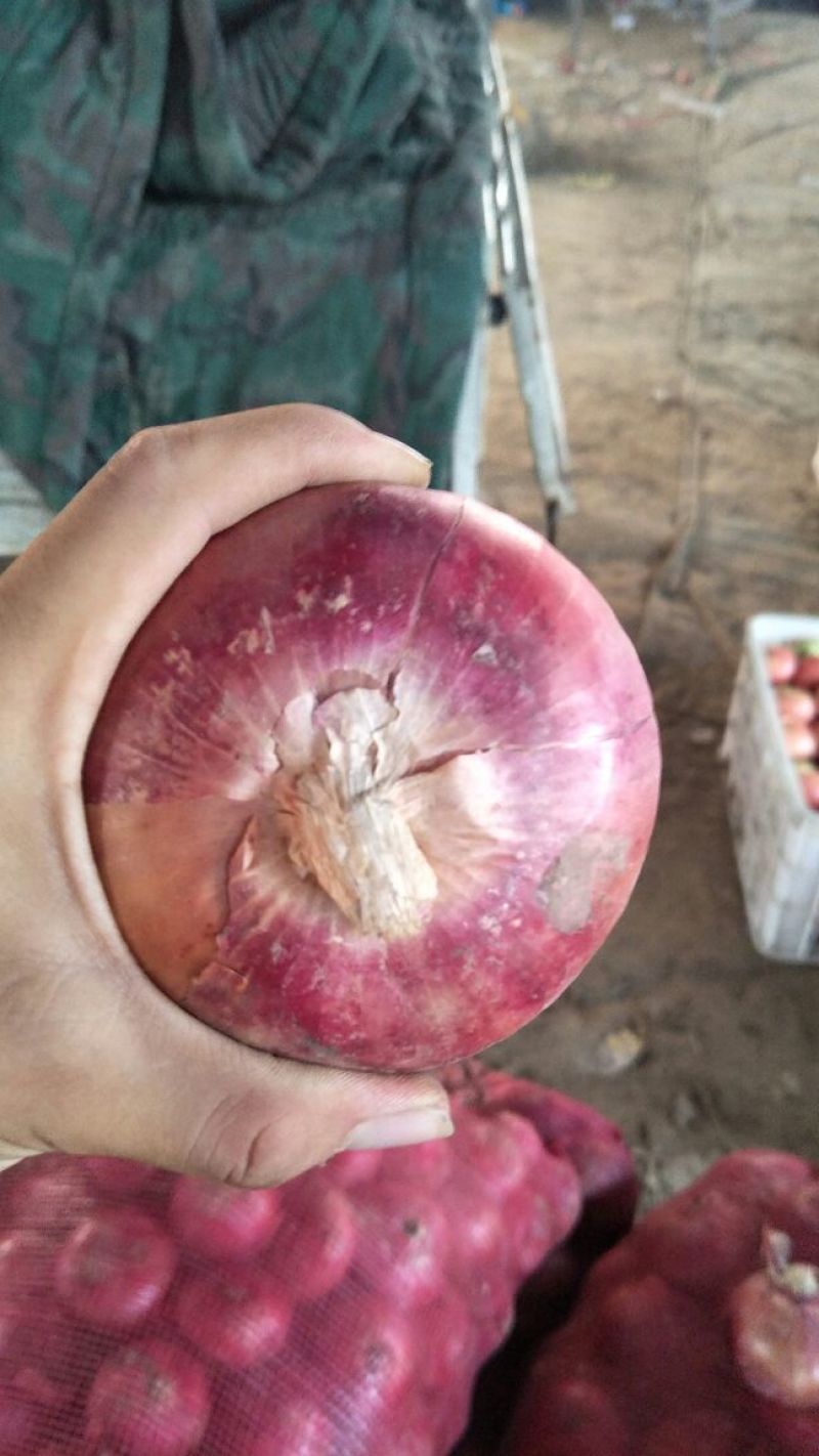 红皮洋葱8厘米以上