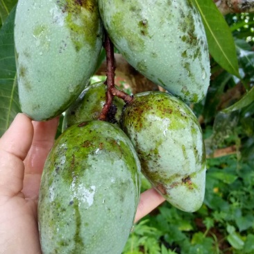 芒果树