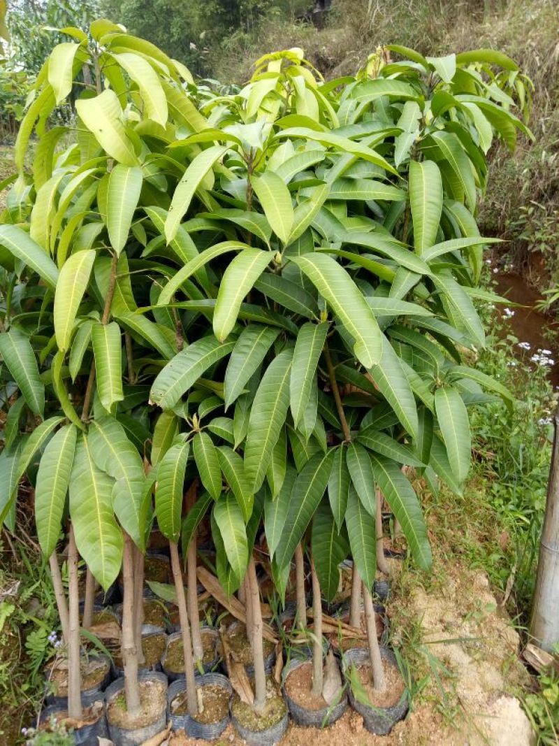 芒果树