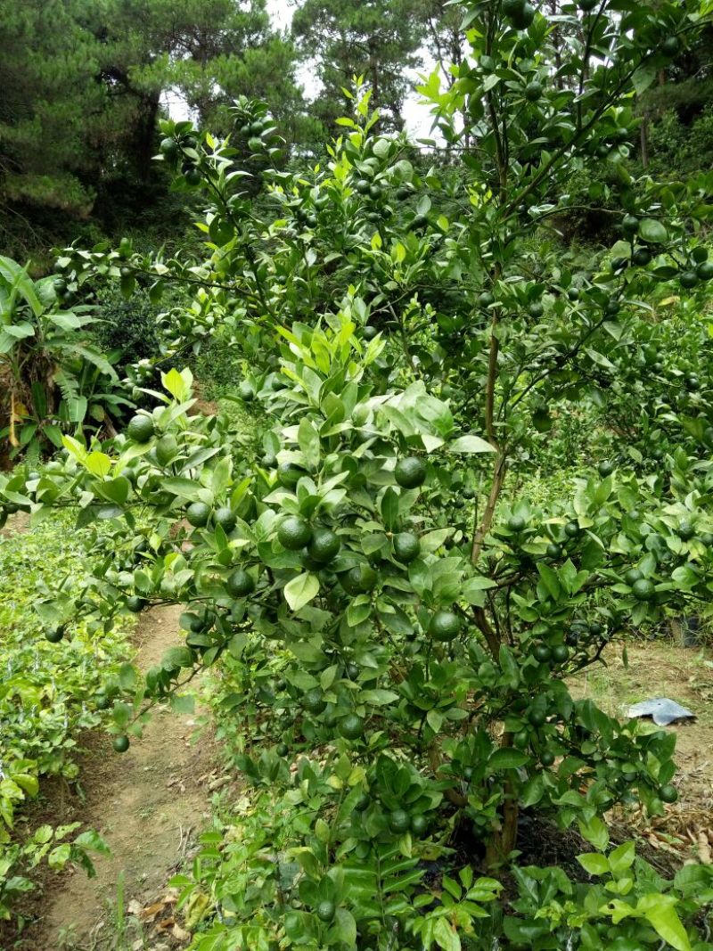 脐橙树苗30~50cm