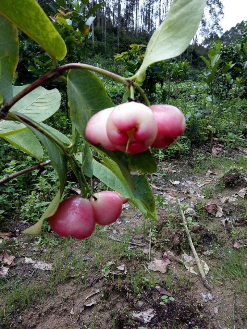 莲雾种苗