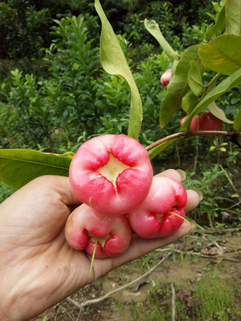 莲雾种苗