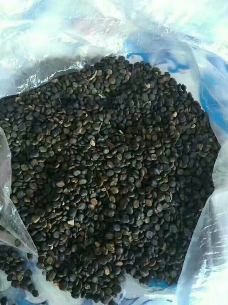 黄芪种子85%以上