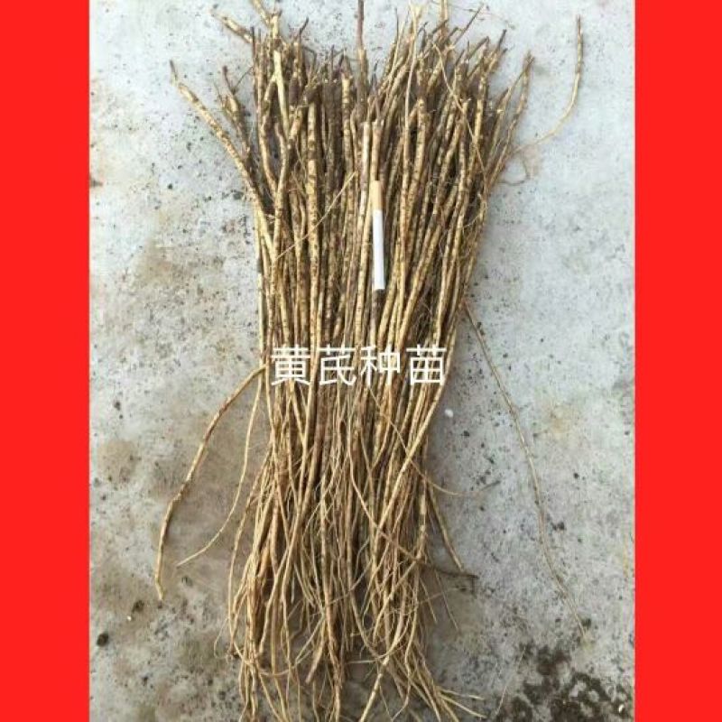 黄芪种子85%以上