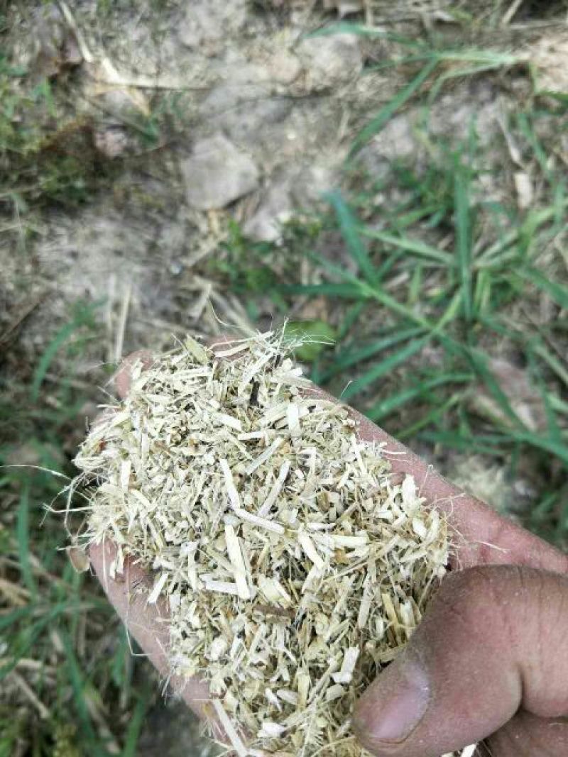 【热卖】河南驻马店花生秧18个月基地直发大量有货欢迎咨询