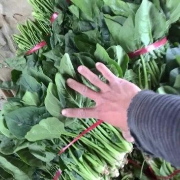 山东聊城大叶菠菜大量供应中专业对接市场电商平台食堂
