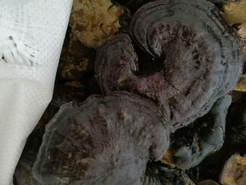 灵芝野外生长，真品。假一赔十，药效果好，无任何添加。