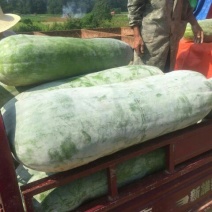孝感云梦白皮冬瓜20斤以上，大量上市中！欢迎来电