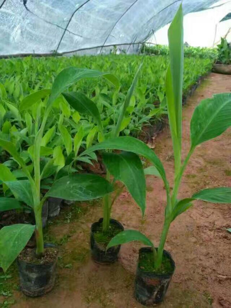 香蕉苗一级良种1~2年