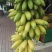 香蕉苗一级良种1~2年