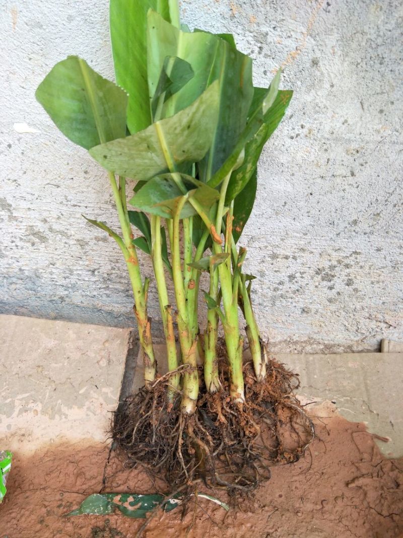 香蕉苗一级良种1~2年