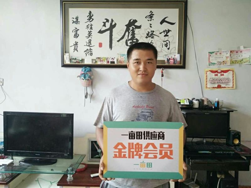 山东大棚土豆大量供应，荷兰十五，欢迎致电合作