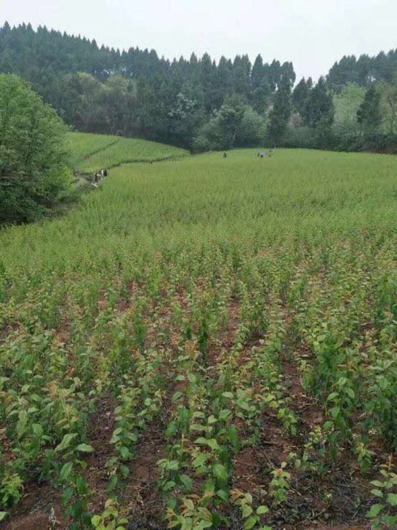 青脆李子苗50~100cm