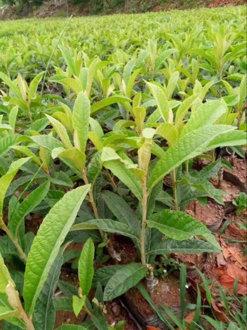 枇杷树苗30~50cm