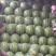 西瓜10斤打底9成熟1茬