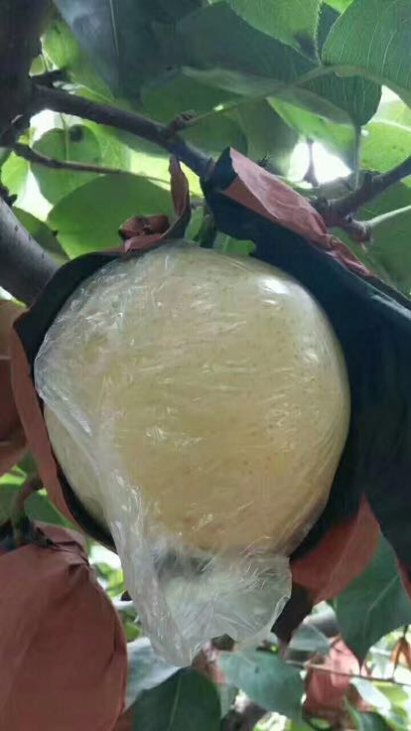 黄金梨