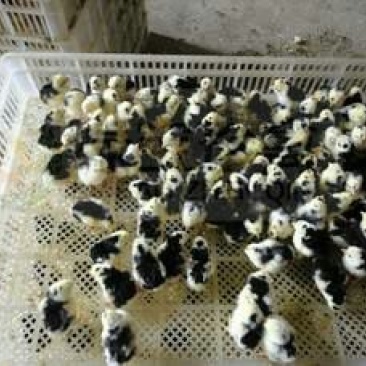 贵妃鸡苗出壳苗60~70克通货
