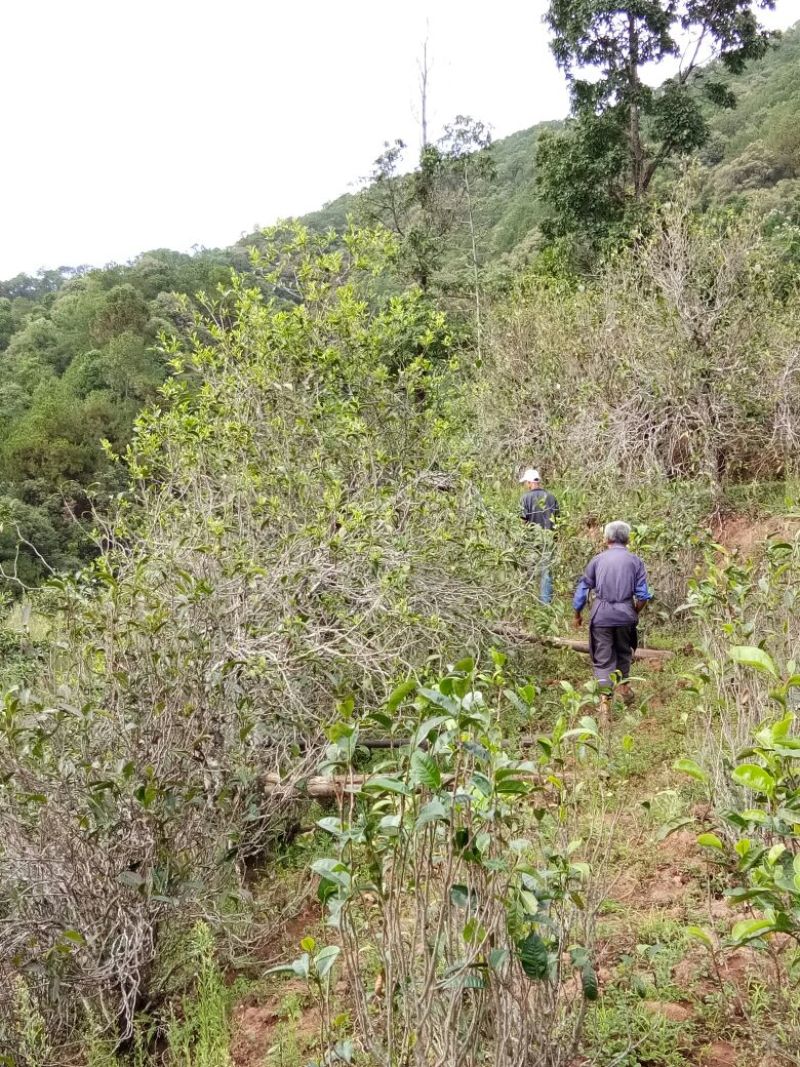 百年大树茶特级