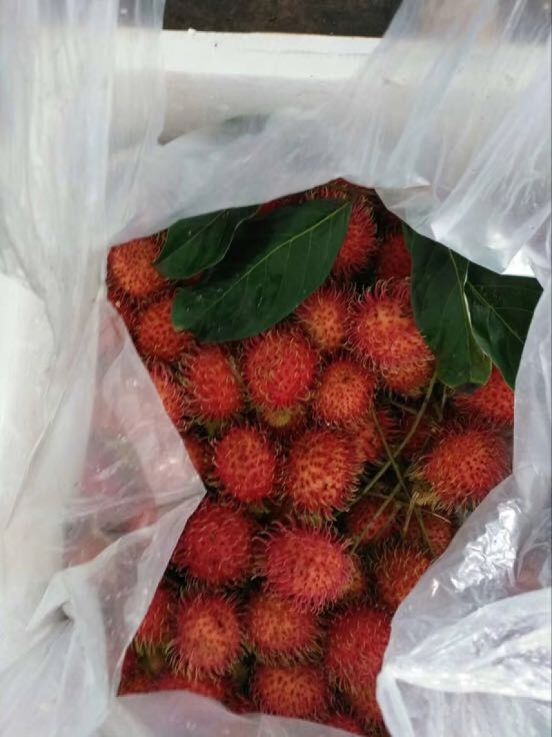毛丹2cm以上