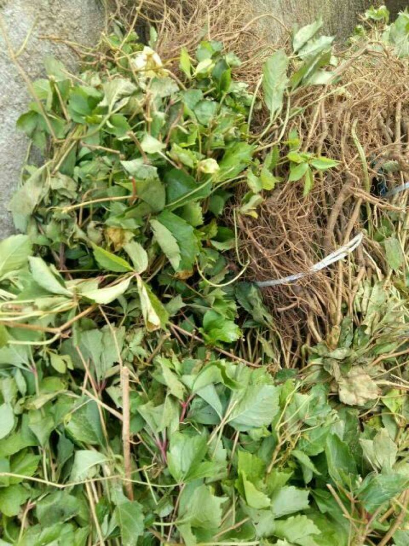 五叶爬山虎品种纯正保湿发货绿化苗木基地直发欢迎实地考察看货