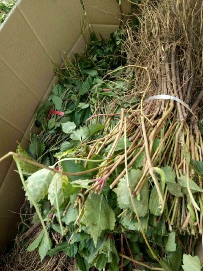 五叶爬山虎品种纯正保湿发货绿化苗木基地直发欢迎实地考察看货